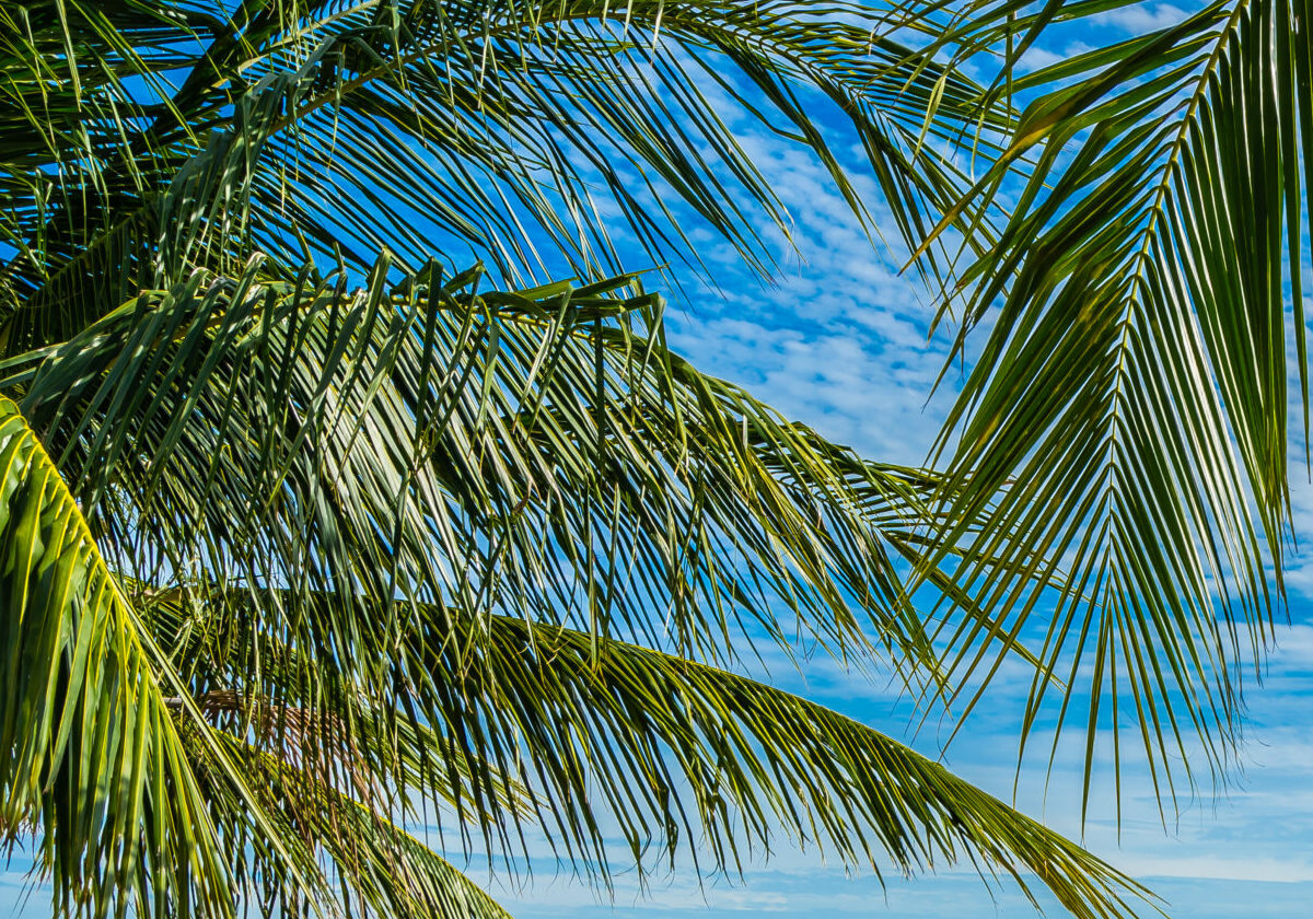 beautiful tropical beach sea ocean with coconut palm tree umbrella chair blue sky scaled e1784905213168